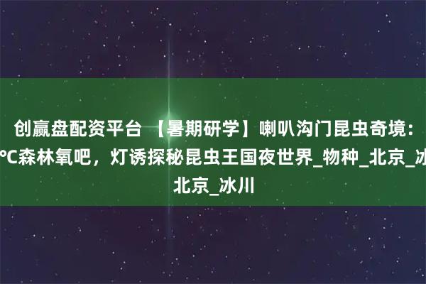 创赢盘配资平台 【暑期研学】喇叭沟门昆虫奇境：22℃森林氧吧，灯诱探秘昆虫王国夜世界_物种_北京_冰川